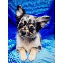 Un Chien Au Detail Olaf Bebe Chihuahua Un Chien Au Detail Olaf Bebe Chihuahua